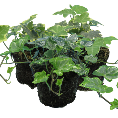 Ivy Growers Selection - Frankton's