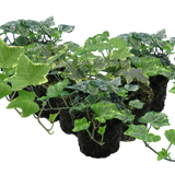 Ivy Growers Selection - Frankton's
