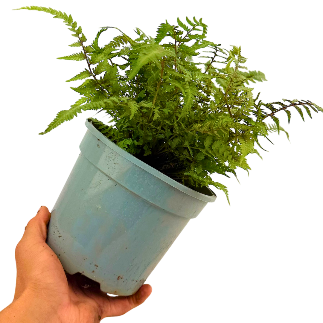 Japanese Painted Fern Athyrium Pictum/Metallicum - Frankton's