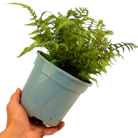 Japanese Painted Fern Athyrium Pictum/Metallicum - Frankton's