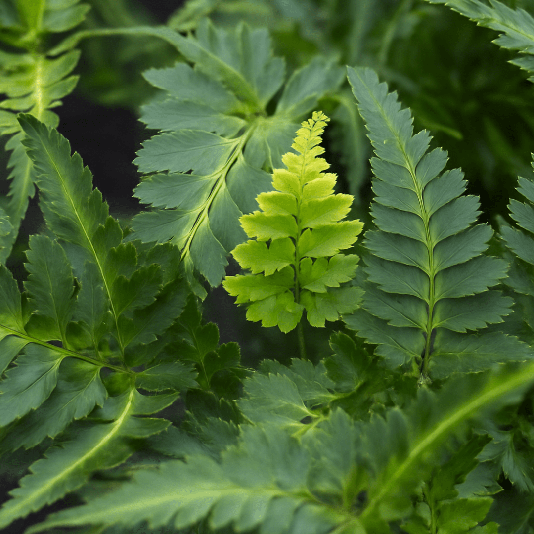 Japanese Painted Fern Athyrium Pictum/Metallicum - Frankton's