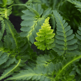 Japanese Painted Fern Athyrium Pictum/Metallicum - Frankton's