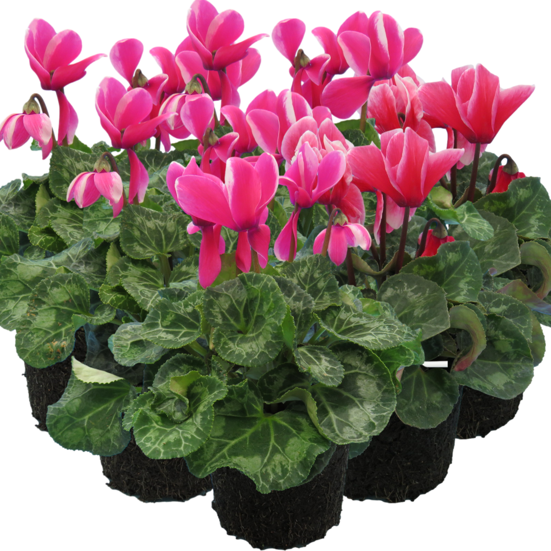 Large Cyclamen Bicolour Growers Selection - Frankton's