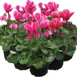 Large Cyclamen Bicolour Growers Selection - Frankton's