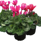 Large Cyclamen Bicolour Growers Selection - Frankton's