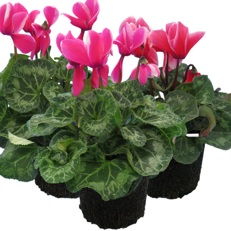 Large Cyclamen Bicolour Growers Selection - Frankton's