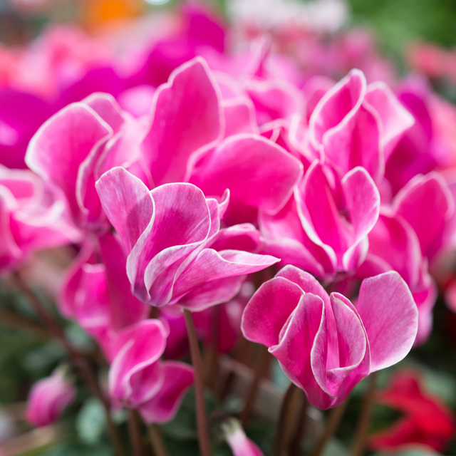 Large Cyclamen Bicolour Growers Selection - Frankton's