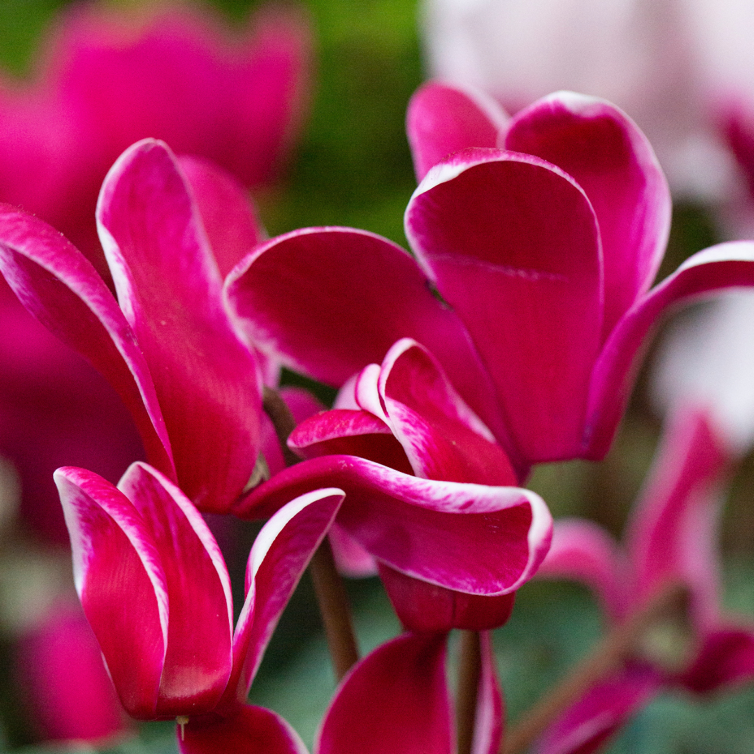 Large Cyclamen Bicolour Growers Selection - Frankton's