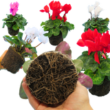 Large Cyclamen Flame Growers Selection - Frankton's