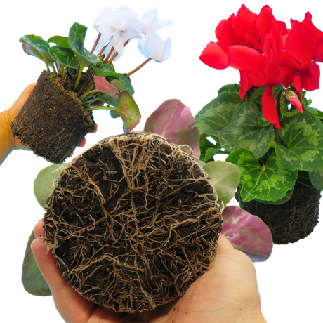 Large Cyclamen Flame Growers Selection - Frankton's