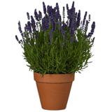 Lavender Dark Blue - Frankton's