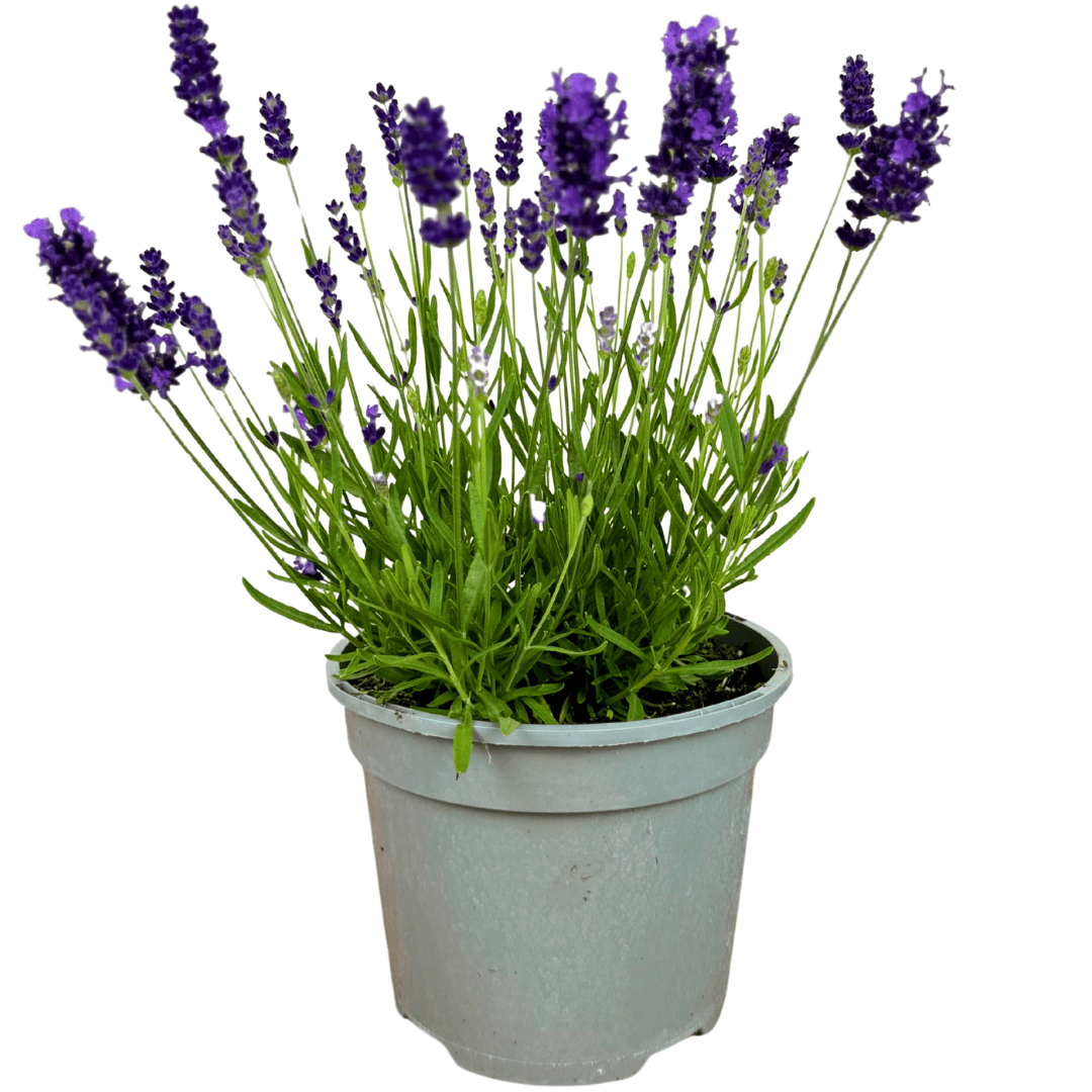 Lavender Dark Blue - Frankton's