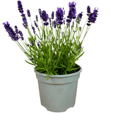 Lavender Dark Blue - Frankton's