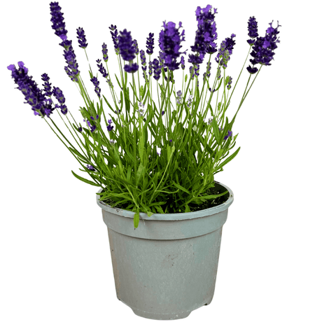 Lavender Dark Blue - Frankton's