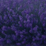 Lavender Dark Blue - Frankton's