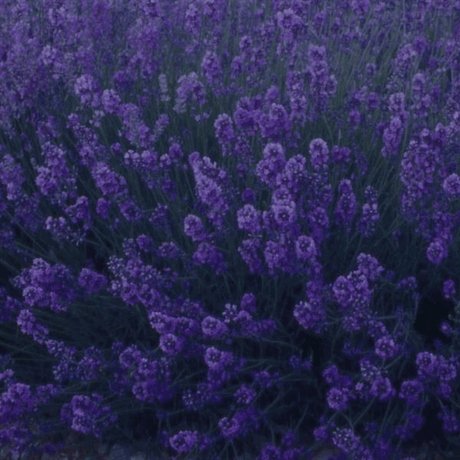 Lavender Dark Blue - Frankton's
