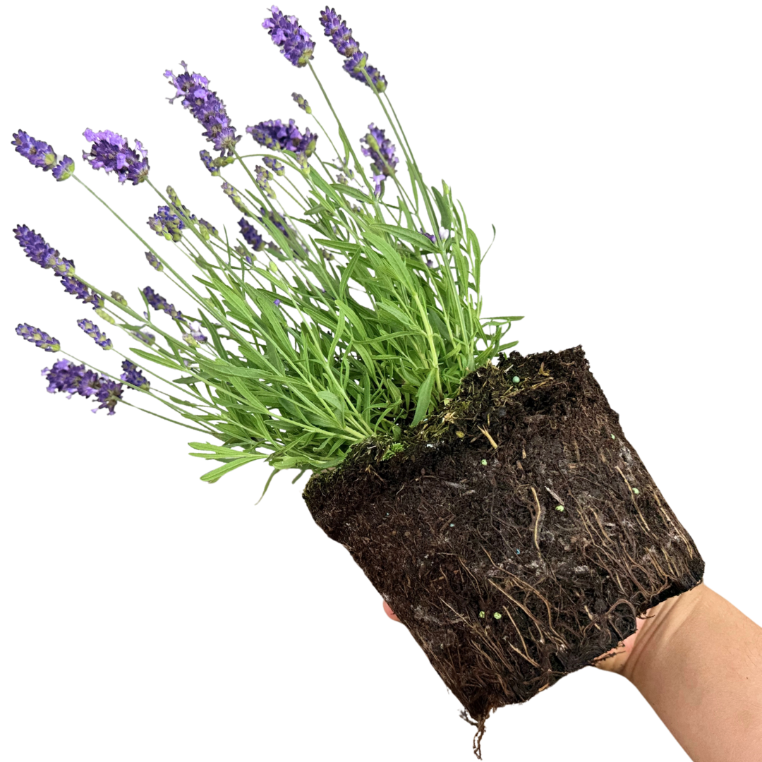 Lavender Light Blue - Frankton's