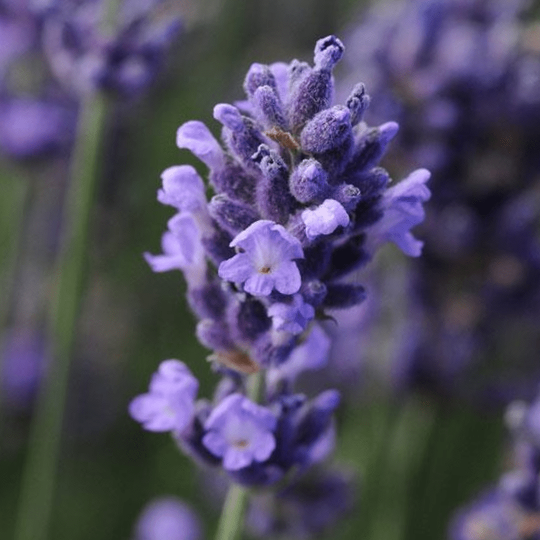 Lavender Light Blue - Frankton's