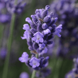 Lavender Light Blue - Frankton's