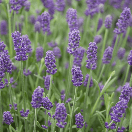 Lavender Light Blue - Frankton's