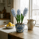 Light Blue Hyacinth Plants in Pots – 3 x 1 Litre Pots (9 Flowering Bulbs) - Frankton's