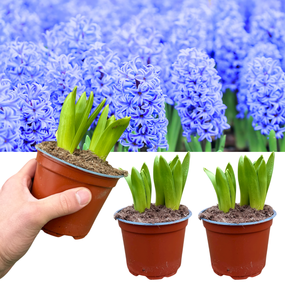 Light Blue Hyacinth Plants in Pots – 3 x 1 Litre Pots (9 Flowering Bulbs) - Frankton's