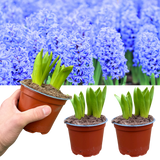 Light Blue Hyacinth Plants in Pots – 3 x 1 Litre Pots (9 Flowering Bulbs) - Frankton's