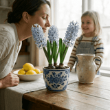 Light Blue Hyacinth Plants in Pots – 3 x 1 Litre Pots (9 Flowering Bulbs) - Frankton's