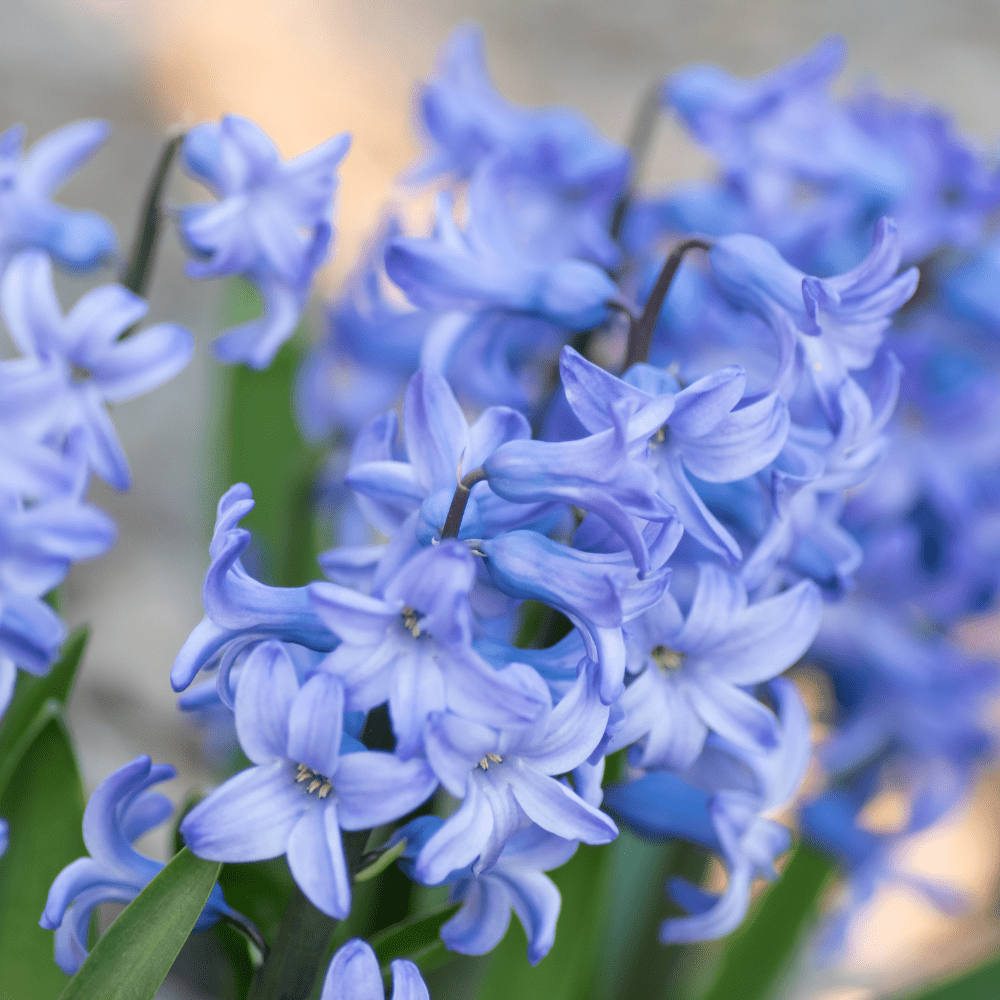 Light Blue Hyacinth Plants in Pots – 3 x 1 Litre Pots (9 Flowering Bulbs) - Frankton's