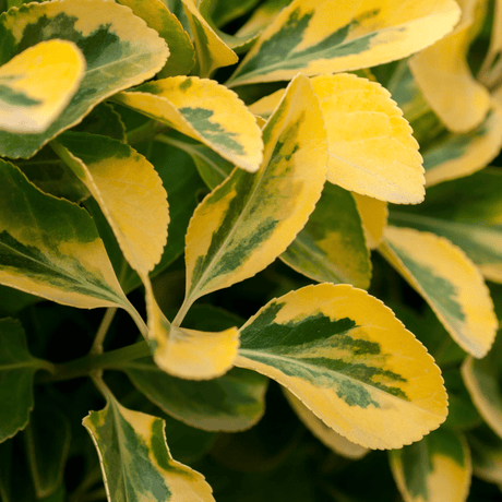 Ligustrum Aureum - Frankton's