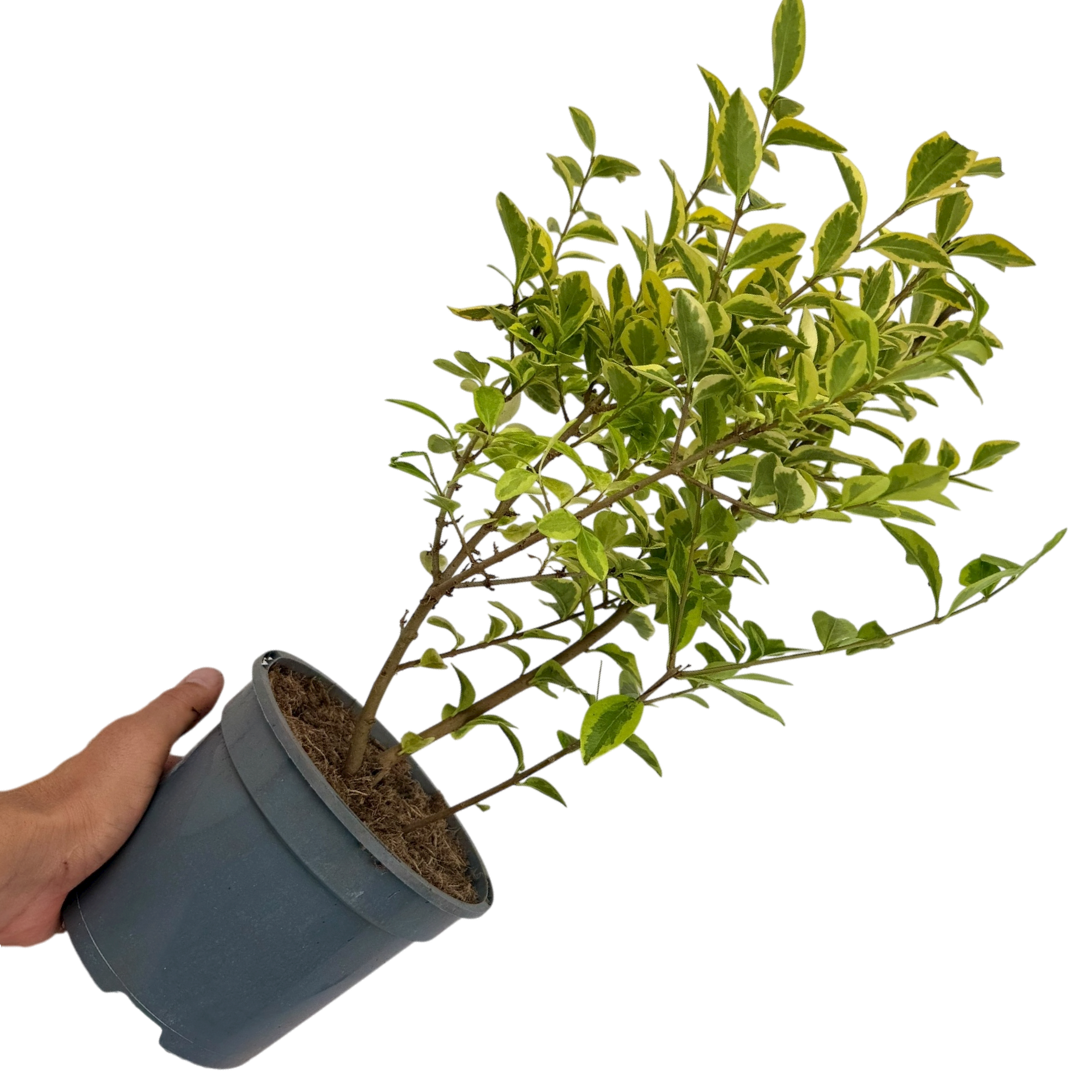 Ligustrum Aureum - Frankton's