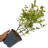 Ligustrum Aureum - Frankton's
