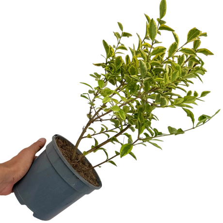 Ligustrum Aureum - Frankton's