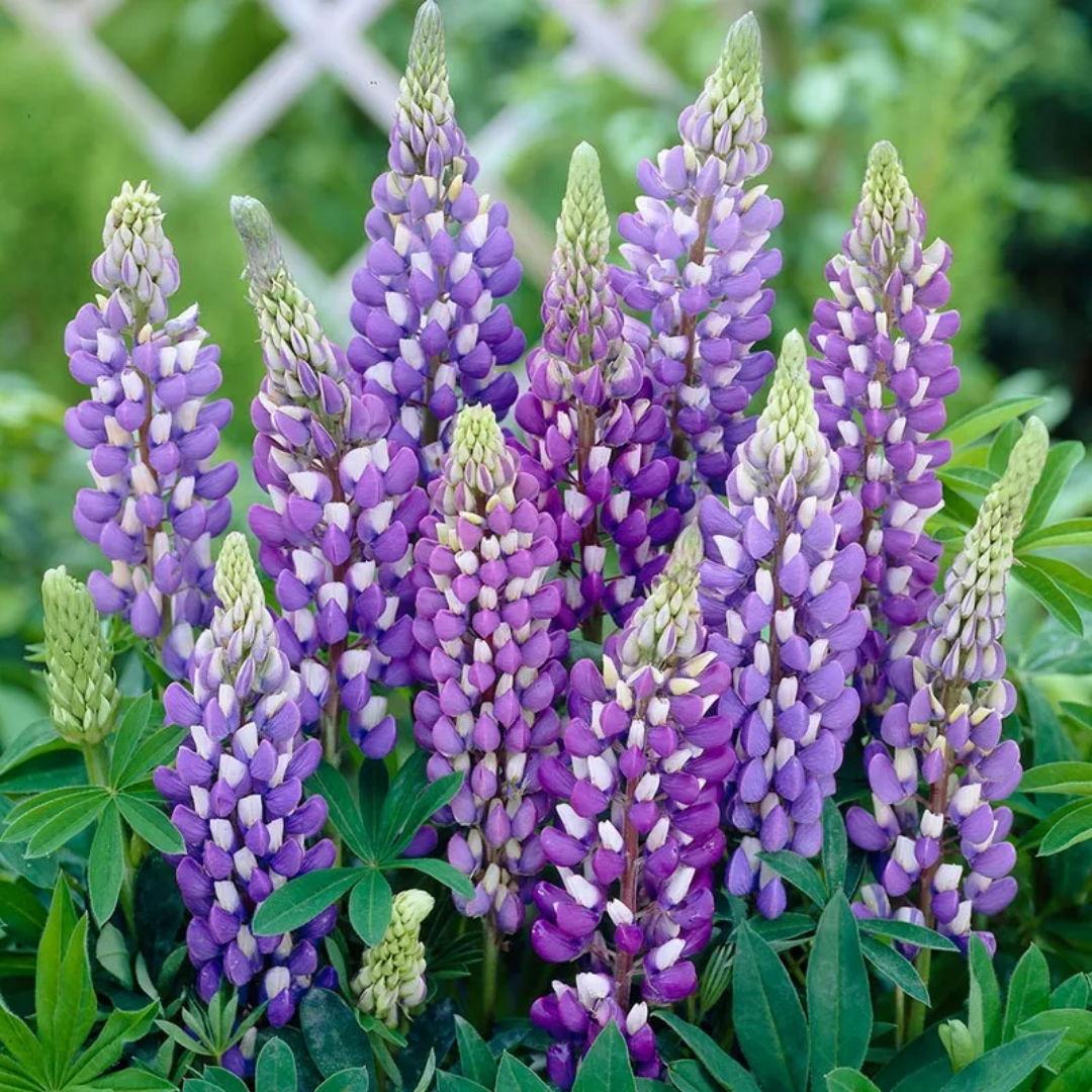 Lupin Legendary Blue Shades - Frankton's