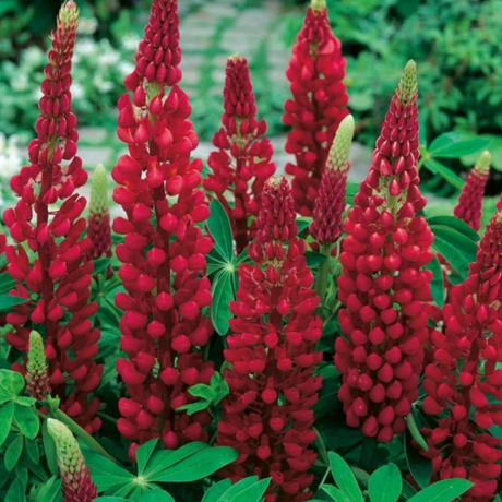 Lupin Legendary Red Shades - Frankton's
