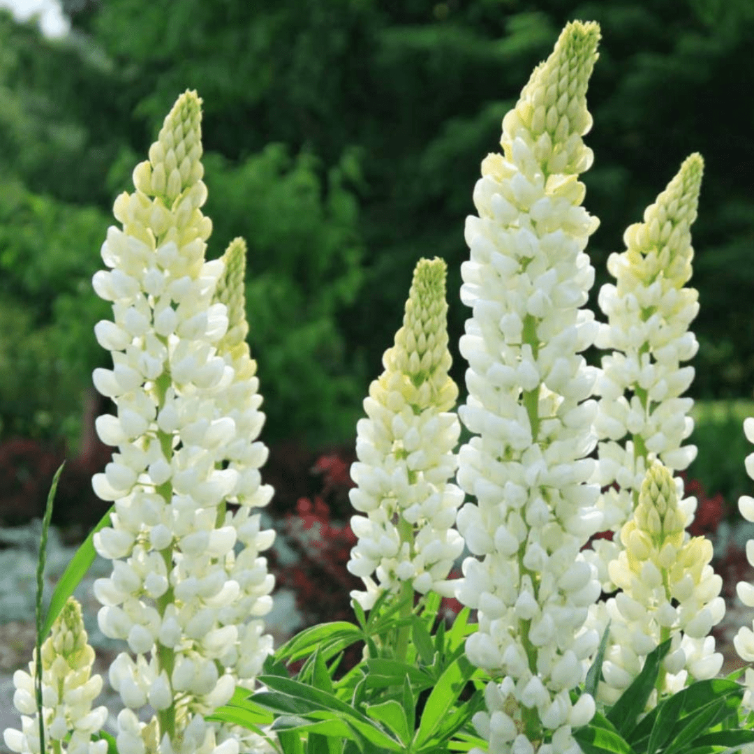 Lupin Legendary White Shades - Frankton's