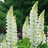 Lupin Legendary White Shades - Frankton's