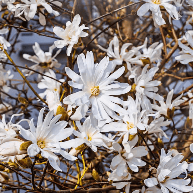 Magnolia Stellata - Frankton's