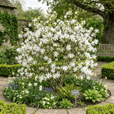 Magnolia Stellata - Frankton's