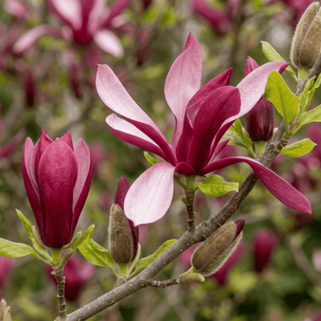 Magnolia Susan - Frankton's