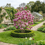 Magnolia Susan - Frankton's