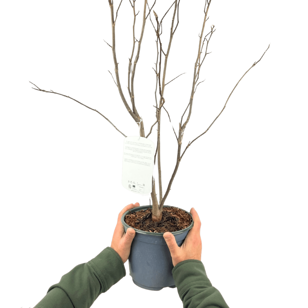Magnolia Susan - Frankton's