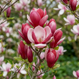 Magnolia Tulip - Frankton's