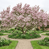 Magnolia Tulip - Frankton's
