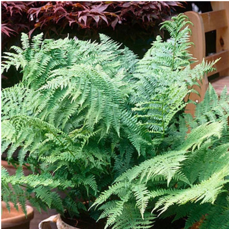 Male Fern - Frankton's