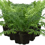 Male Fern - Frankton's