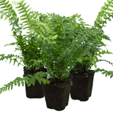 Male Fern - Frankton's