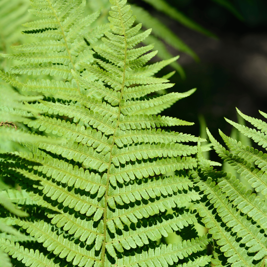 Male Fern - Frankton's