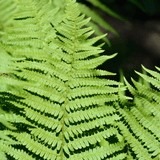 Male Fern - Frankton's