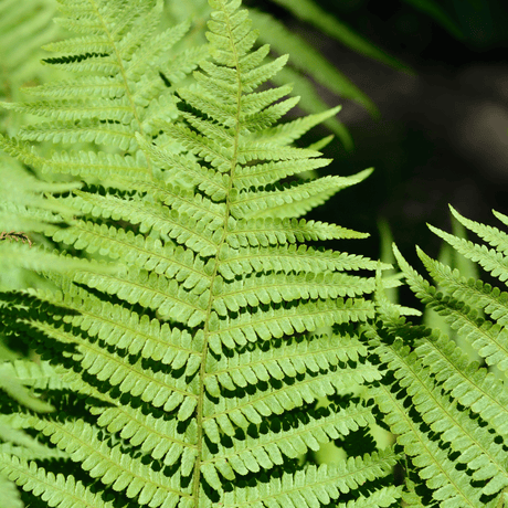Male Fern - Frankton's